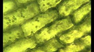 Chloroplasts moving by cytoplasmic streaming in the cells of the aquatic plant Elodea [upl. by Araed]