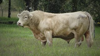 Raza de Ganado Charolais Parte 1 Cap203 [upl. by Mandle]