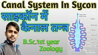 Lc27 Canal system in sycon  BSc1st year  Zoology  by Prahalad sir [upl. by Avek111]