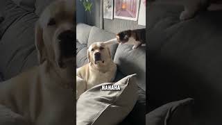 Cats vs Dogs Fearless Cats 🐱🐶 shortsviral cat funny dog [upl. by Attiuqahs]