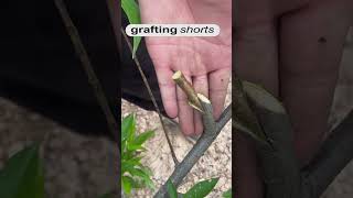 grafting process  grafting shorts [upl. by Duffie]