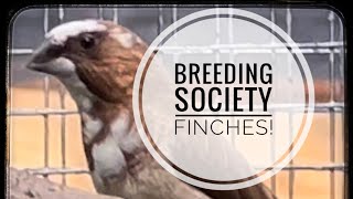 How to Breed Society Finches [upl. by Tabatha]