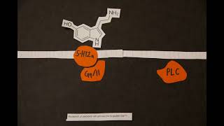 cell signaling stop motion [upl. by Shedd572]