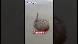 The Most Expensive liquid Blue Blood of Horseshoe Crab 😱😱 [upl. by Neall]