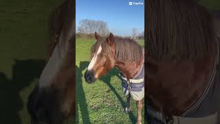 Impatient🩷 viralvideo equestrian [upl. by Antonie]