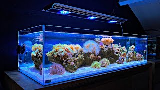 Designer Clownfish and Coral Unboxing Shallow Reef Tank [upl. by Deming]