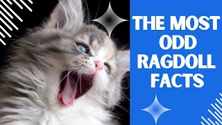 Ragdoll Cats EXPOSED 8 Secrets You Never Knew [upl. by Aroda]