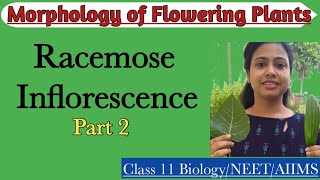 Racemose Inflorescence Part2  Ch5 Morphology of Flowering Plants  Class 11  NEET  AIIMS [upl. by Hnahk]