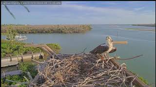 Captiva Island Osprey Cam Florida USA January 23 2024 [upl. by Aramoiz731]