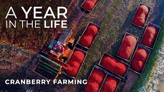 Cranberry Farming Start to Finish  Jacob Searls Cranberry Co  Luke Parmeter Productions [upl. by Naneik601]