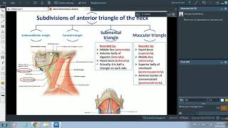 Anterior Triangle of Neck  Dr Ahmed Farid [upl. by Camilla377]