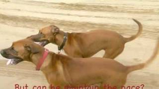 Rhodesian Ridgeback vs Quad Bike  Ridgebacks Racing [upl. by Lavine505]