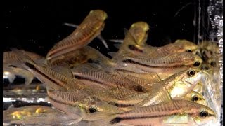 Corydoras pygmaeus The Pygmy Cory Species Spotlight [upl. by Sophey]