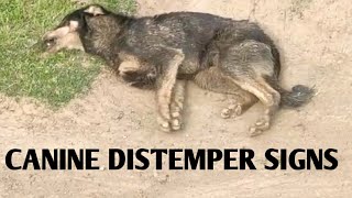 CANINE Distemper Signs In Dogs Case 1 [upl. by Maziar]