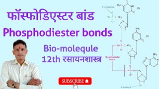 Phosphodiester bonds  Phosphodiester bonds in DNA  phosphodiester bond class 12 [upl. by Giuseppe]