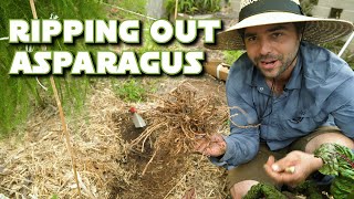 How to Manage Your Asparagus Patch for Maximum Yields [upl. by Carr111]