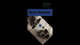 Blue Heelers Growing  SHORTS [upl. by Fraase113]