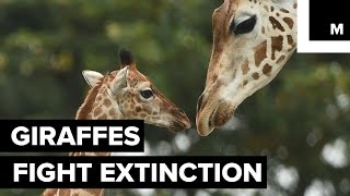 Giraffe extinction [upl. by Sire]