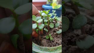 ☘️ Jade Plant ☘️ytshorts jadeplant luckyplants trending virlshort grihshobha [upl. by Wilhide]