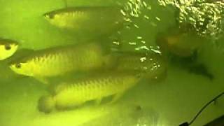 Msian Golden Super High Back Arowana Brooders [upl. by Jochbed]