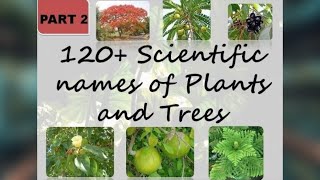 120 Scientific names of common trees and plants  Part 2  The Big Bio Theory [upl. by Ylaek904]