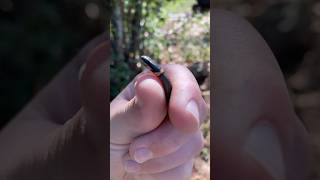 Caught a baby ringneck snake￼ [upl. by Tacye]