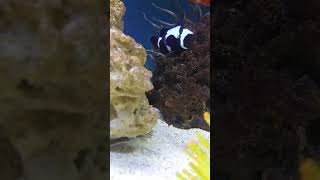 Clownfish bonding with anemone [upl. by Churchill]