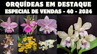 ORQUÃDEAS em DESTAQUE  Especial de Vendas 40  2024  CATTLEYA AMETHYSTOGLOSSA ALBESCENS  show [upl. by Ayenat]