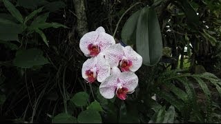 How Orchids Grow in Hawaii [upl. by Nodle539]