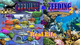 Feeding Frenzy amp Feeding Frenzy 2 in Real Life  Updated [upl. by Jeroma700]