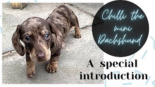 Bringing home our Miniature Dachshund puppy [upl. by Akiv]