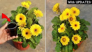 DO THESE 5 THINGS on Gerbera For MORE Flowers [upl. by Bashemeth]