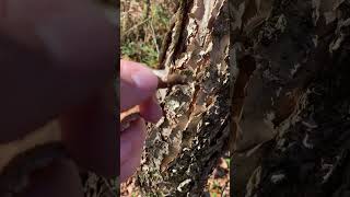 Tree Identification Birch Tree jesus tree outdoors knowledge viral [upl. by Mukul]