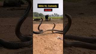 King Kobra 😱😱 SUBSCRIBE NitinComedianUK04 FOR FUNNY VIDEOS ❤️🙏😘shorts viralshorts mahadev [upl. by Hervey]