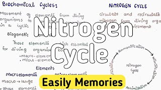 Nitrogen Cycle  Ammonification  Nitrification [upl. by Bat]