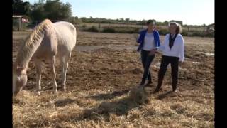 Renata Maron apresenta série especial Camargue o sul da França [upl. by Ahsinan]