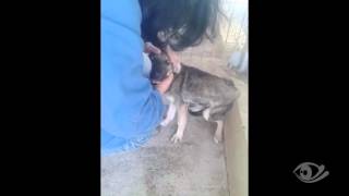 Reacción de un perro maltratado al ser acariciado por primera vez [upl. by Ylrac817]