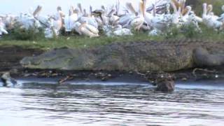 Crocodiles on Lake Chamo [upl. by Carola]