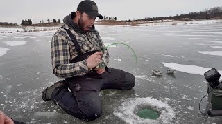 Monster Fish Through The ICE Will it FIT 6” Hole [upl. by Lirbij]