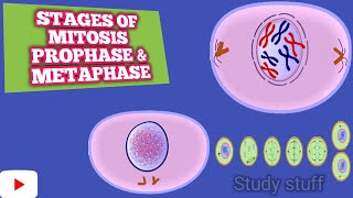 Stages of Mitosis partI  prophase  metaphase [upl. by Haerr615]