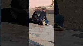 A stray cat leaned against a stranger at Essoeira train station Supratours Bus Terminal Marrakech [upl. by Aivartal]