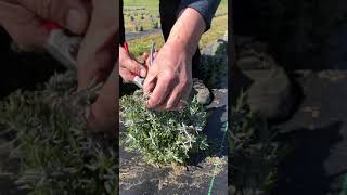 Pruning Young Lavender Plants [upl. by Penn59]