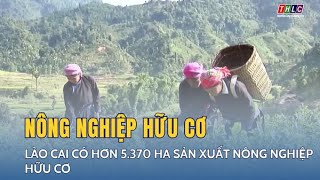 Lào Cai có hơn 5370 ha sản xuất nông nghiệp hữu cơ  THLC [upl. by Sabelle]