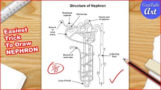 Nephron diagram drawing CBSE  easy way  draw structure of nephron  Step by step [upl. by Itteb954]