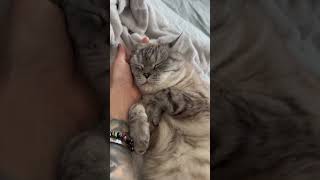 A cat is laying on a persons arm cutecats shortsfeed cuteanimals kitten shortvideo shorts [upl. by Murrah247]