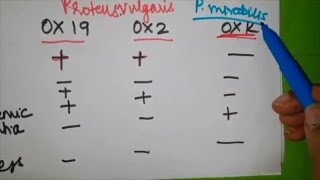 Rickettsia simplified  Part 3  Pathogenesis and Weil  Felix test [upl. by Oiramaj]