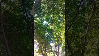 PEEPAL TREE lenlineofwvlog0601 [upl. by Pickard]