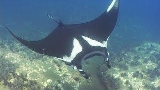 Manta Rays Eagle Rays amp Mobulas  Reef Life of the Andaman  Part 6 [upl. by Ominoreg851]