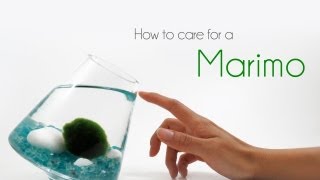 How to Care for Marimos [upl. by Ehsrop]