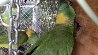 Yellow Naped Amazons breeding behaviours [upl. by Lesak]